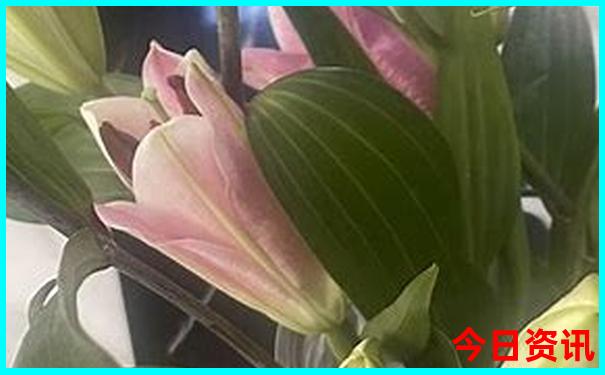 马山有什么好玩的景点